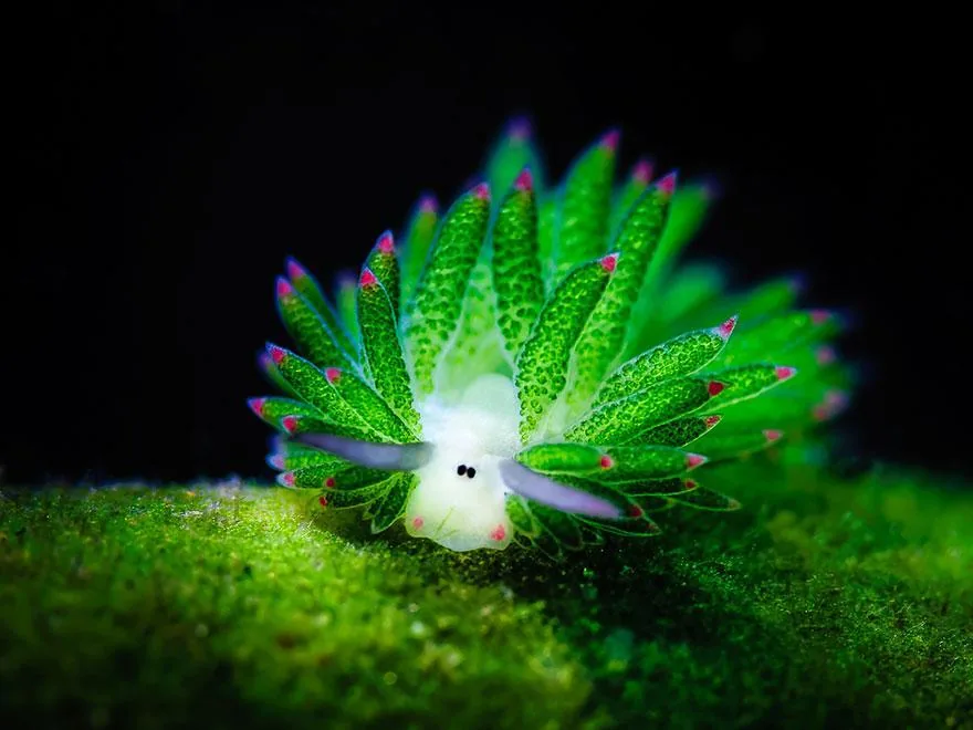 Leaf Sheep — Only 5mm — smaller than a grain of rice. Looks like Shaun the Sheep 🐑 but green. Eats algae then uses sunlight for energy — a solar-powered animal. Lives near Indonesia.